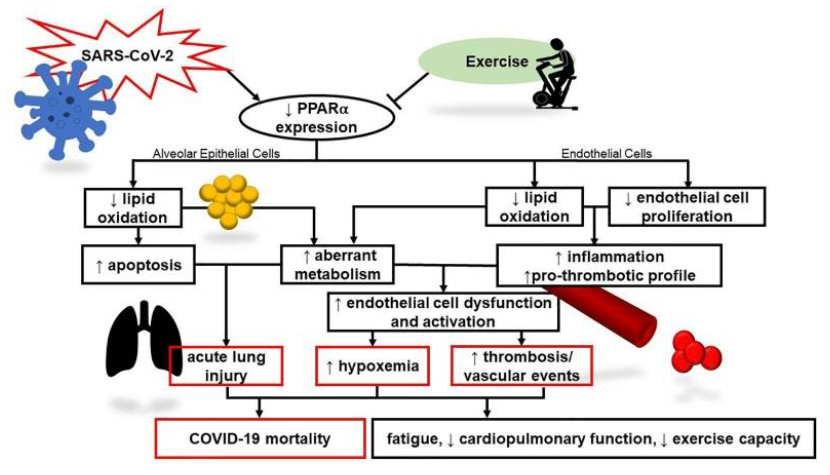 Imagen de Heffernan, Ranadive y Jae, de su artículo 'Exercise as medicine for COVID-19: On PPAR with emerging pharmacotherapy'.